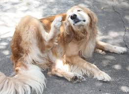 Oorzaak oorontsteking hond Oorzaak oorontsteking hond