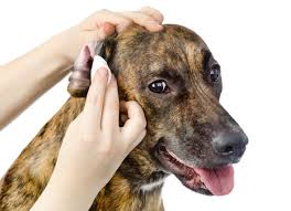 gevolgen oorontsteking hond gevolgen oorontsteking hond