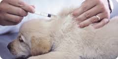 oorreiniger voor honden en katten oorreiniger voor honden en katten