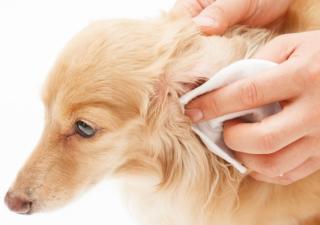 oorzaken oorsmeer hond oorsmeer hond