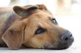 tips oormijt hond tips oormijt hond